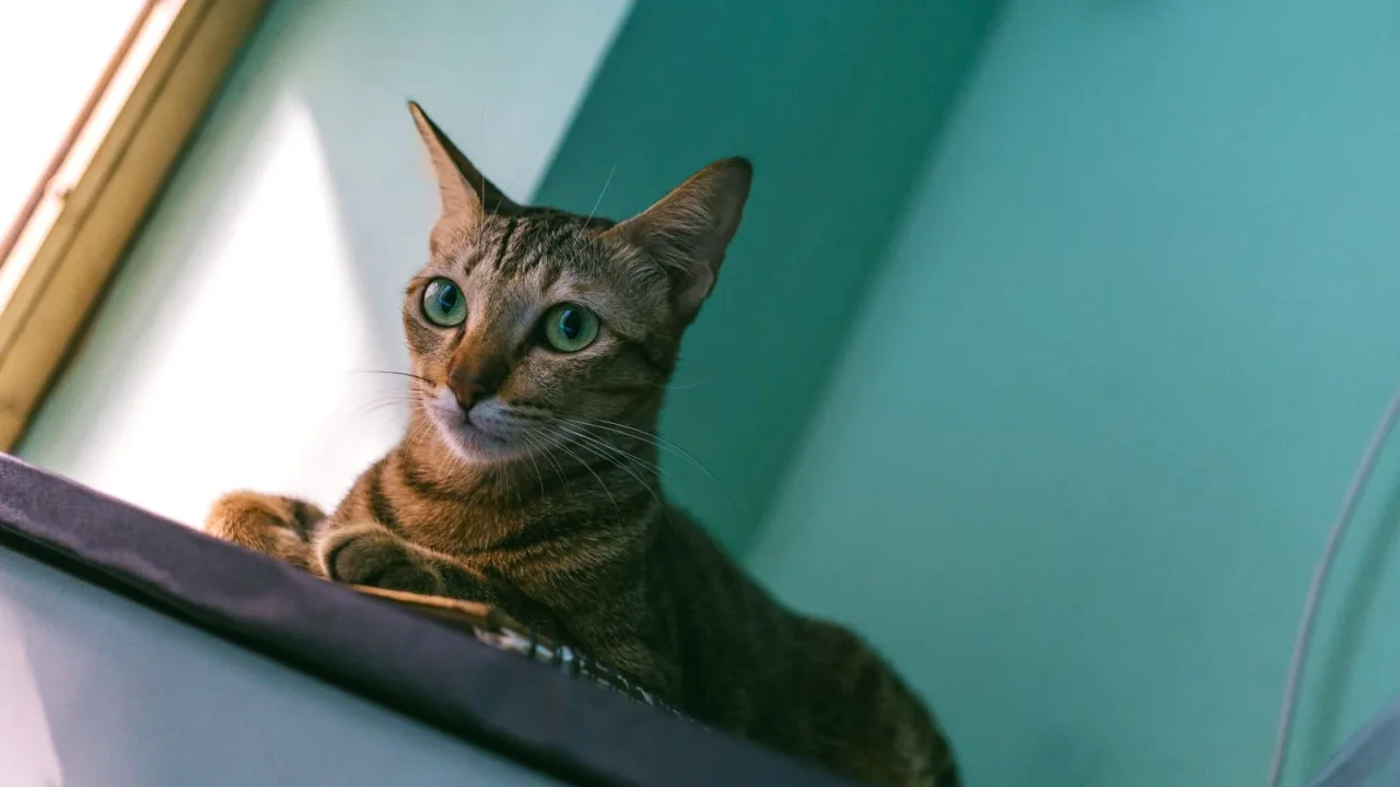 Yakından çekilmiş kedi fotoğrafı
