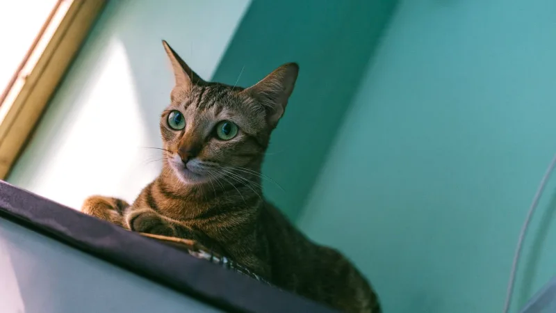Yakından çekilmiş kedi fotoğrafı